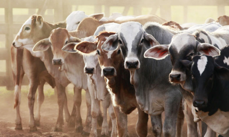 Get Best Livestock Farming At Discounted Prices For Benefited Agribusiness
