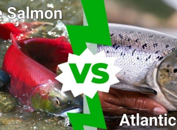 What Is The Difference Between A Wild Socyeye And Atlantic Salmon?