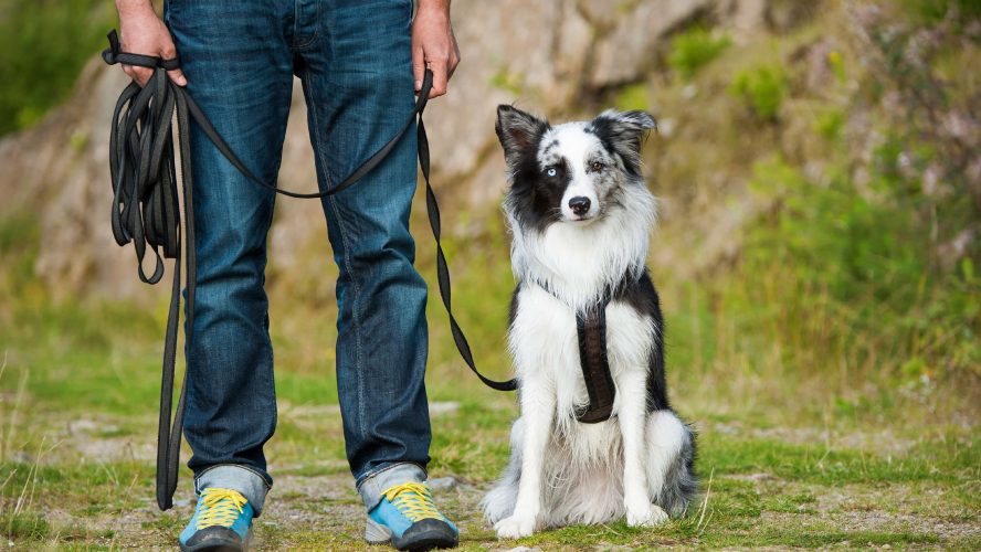 The Role Of Diet In Dog Training: What You Need to Know